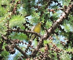 Chloris chloris