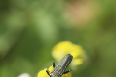 Oedemera