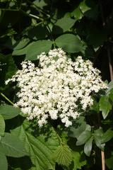 Sambucus nigra