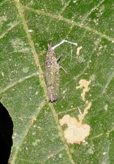 Ichthyobelus bellicosus