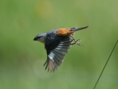 Sporophila hypoxantha