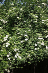 Sambucus nigra