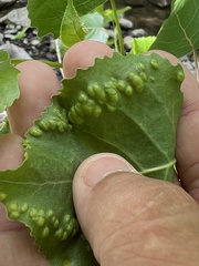 Phyllocoptes didelphis