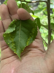 Phyllocoptes didelphis