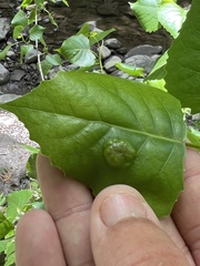 Phyllocoptes didelphis