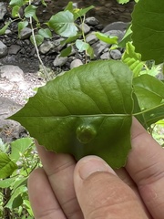 Phyllocoptes didelphis