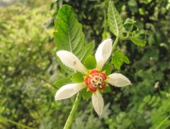 Nasa triphylla elegans