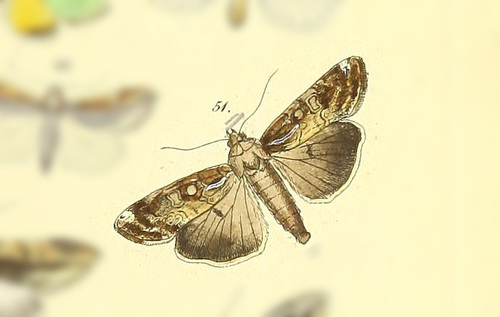 Orbed Narrow-wing Moth photo 4