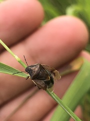 Rubiconia intermedia