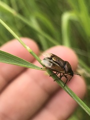 Rubiconia intermedia