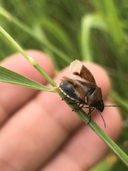 Rubiconia intermedia