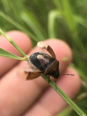 Rubiconia intermedia