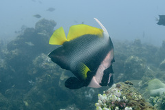 Heniochus singularius