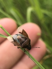 Rubiconia intermedia