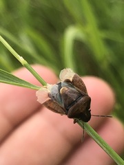 Rubiconia intermedia