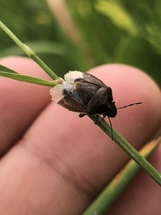 Rubiconia intermedia