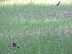 Turdus pilaris