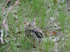 Turdus pilaris