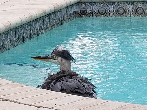 Great Blue Heron photographed in Florida