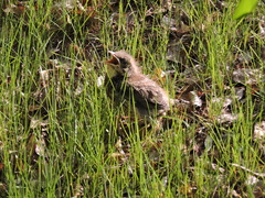 Turdus pilaris