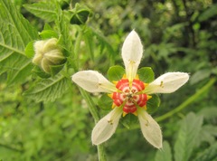 Nasa triphylla elegans