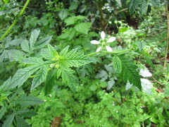 Nasa triphylla elegans