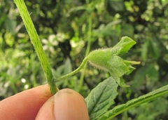 Nasa triphylla elegans