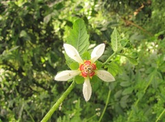 Nasa triphylla elegans