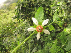 Nasa triphylla elegans