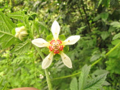 Nasa triphylla elegans