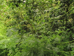 Nasa triphylla elegans