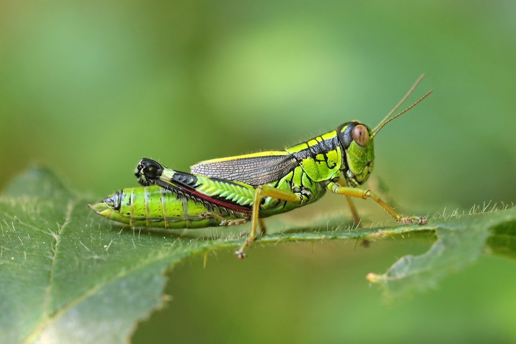 Generoso Mountain Grasshopper