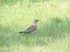 Turdus pilaris