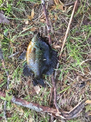 Lepomis gibbosus × macrochirus