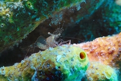 Periclimenes scriptus