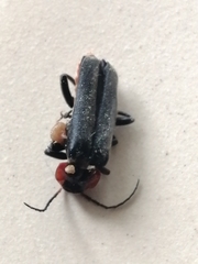 Cantharis fusca