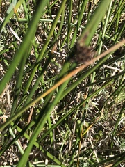 Juncus lesueurii