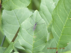 Gnophomyia tristissima
