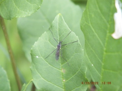 Gnophomyia tristissima