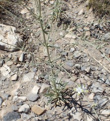 Frasera albomarginata