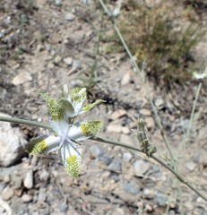 Frasera albomarginata