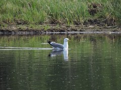 Larus argentatus