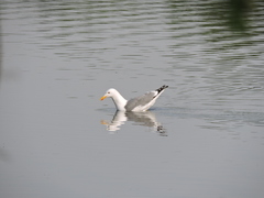Larus argentatus