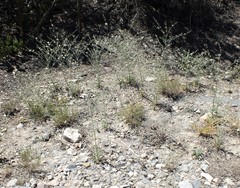 Frasera albomarginata