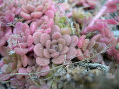 Sedum fragrans