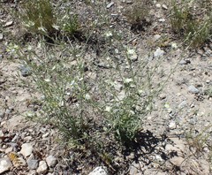 Frasera albomarginata