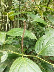 Piper hispidum