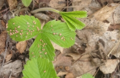 Parasitiformes