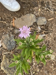 Pterocephalus dumetorum