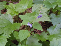 Scutellaria saxatilis